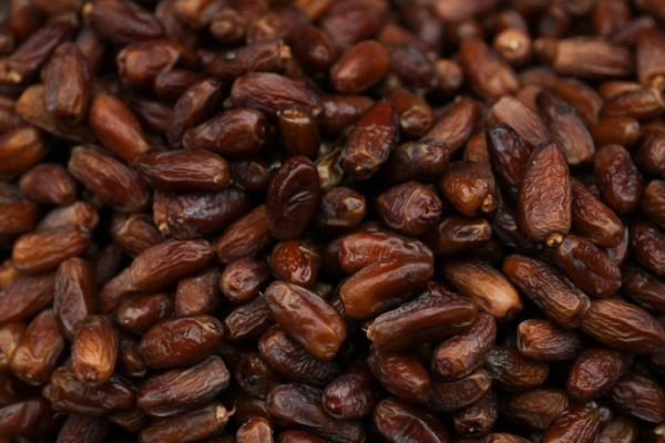 הרבנות הראשית מזהירה: חשש ערלה בתמרים