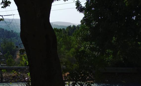 נוטעים לא רק עבורנו אלא עבור הבאים אחרינו