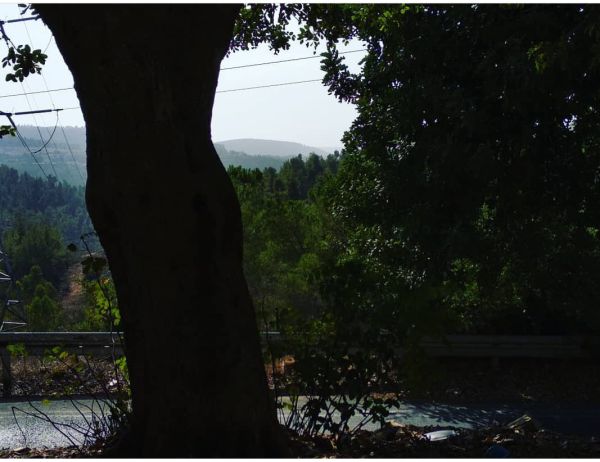 נוטעים לא רק עבורנו אלא עבור הבאים אחרינו