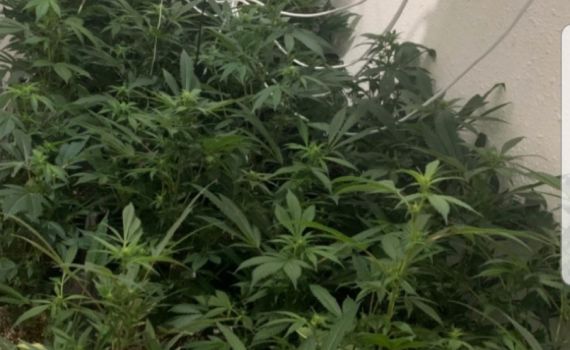 נעצרו 2 מגדלי סמים בעיר חיפה