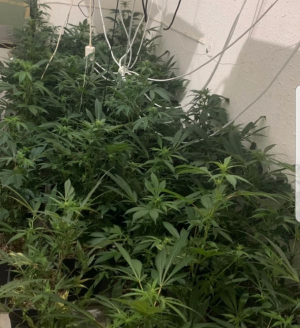 נעצרו 2 מגדלי סמים בעיר חיפה