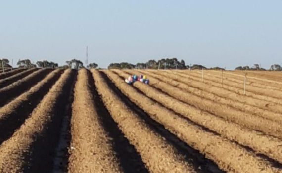אין הפסקת אש: צרור בלונים נחת בשדות של עוטף עזה