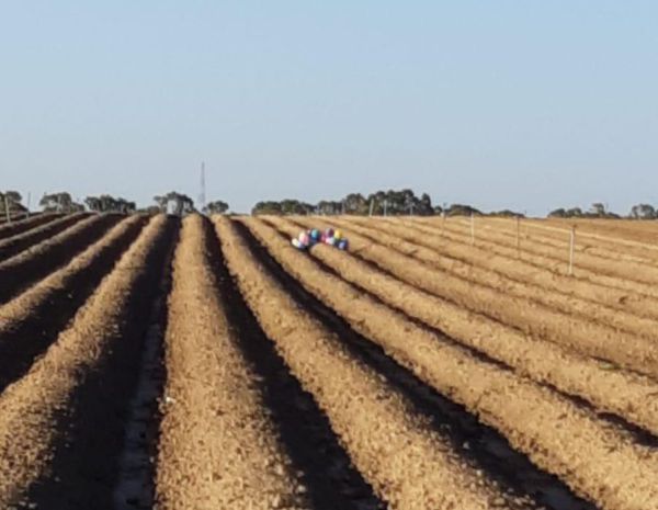 אין הפסקת אש: צרור בלונים נחת בשדות של עוטף עזה