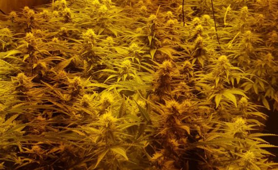 נתפסה מעבדת סמים בצפון השומרון