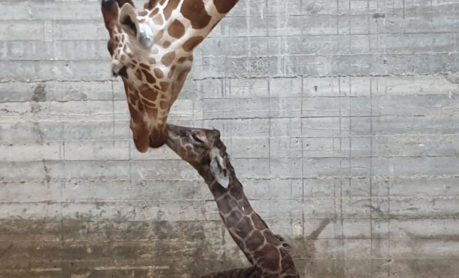 צפו: אחרי 14 חודשים, ג'ירף חדש נולד בגן החיות
