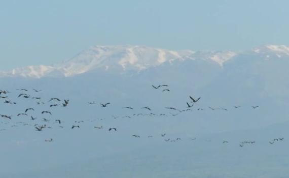 מרהיב: העגורים ממלאים את השמיים באגמון החולה
