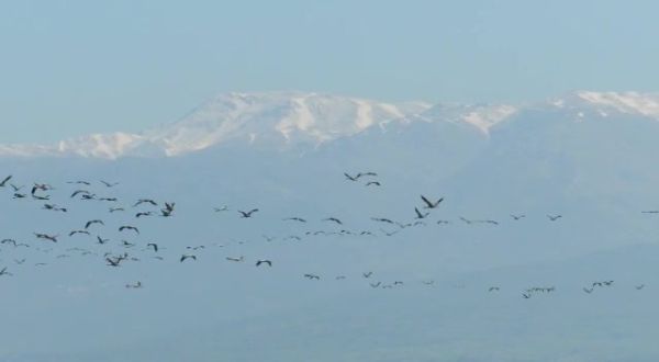 מרהיב: העגורים ממלאים את השמיים באגמון החולה