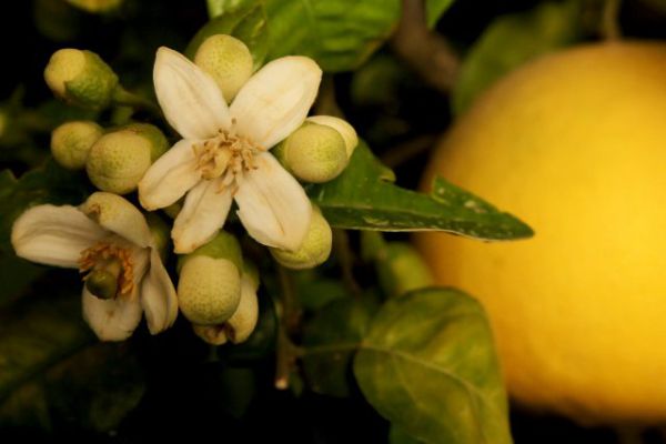 ברכת האילנות: נוסח הברכה עם כל הבקשות והתוספות