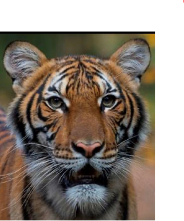 נמר בגן החיות בניו יורק חלה בקורונה