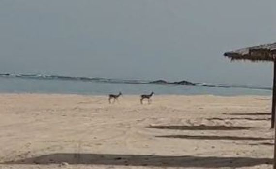במקום האנשים: חיות הבר פוקדות את חופי הים. צפו