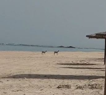 במקום האנשים: חיות הבר פוקדות את חופי הים. צפו