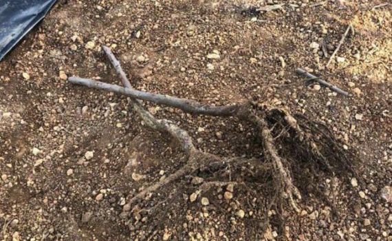 נפתחה חקירה בהשחתת מאה עצים בכפר עציון