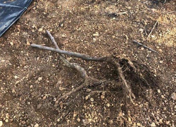 נפתחה חקירה בהשחתת מאה עצים בכפר עציון