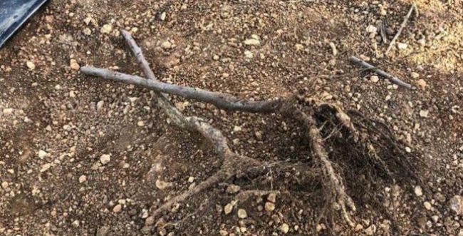 נפתחה חקירה בהשחתת מאה עצים בכפר עציון