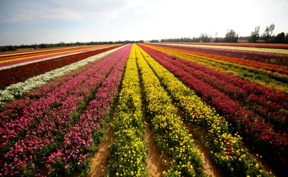 חם מהרגיל לעונה; הפוגה מהגשם: תחזית מזג האוויר