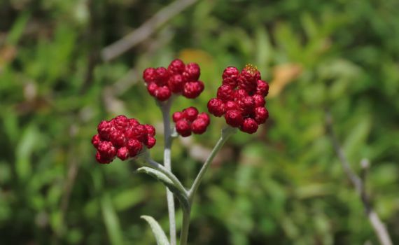 במקום המדבקה |  צפו בגלריה של 'דם המכבים'