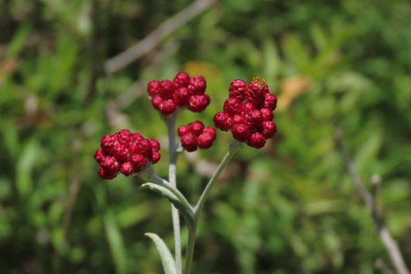 במקום המדבקה |  צפו בגלריה של 'דם המכבים'