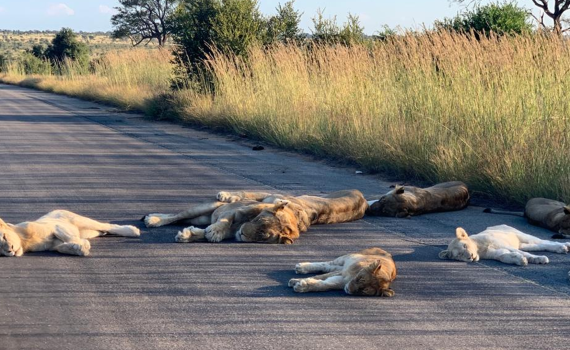 תמונות נדירות: ההסגר הוציא את האריות לכביש