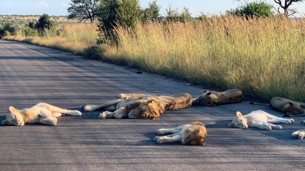 תמונות נדירות: ההסגר הוציא את האריות לכביש