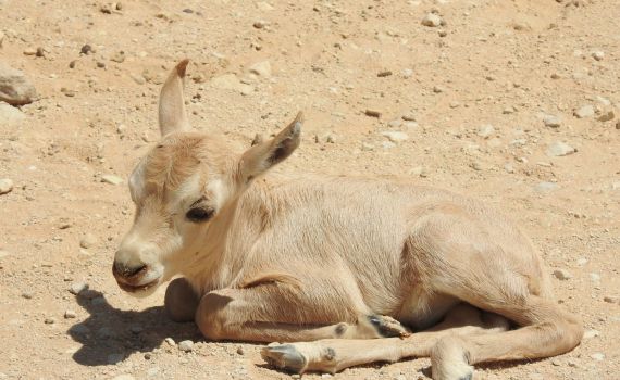 מזל טוב: ראמים קטנטנים נולדו בחי בר ביוטבתה