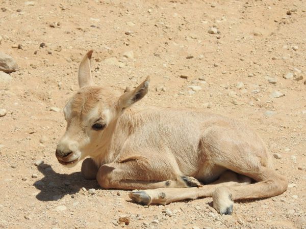 מזל טוב: ראמים קטנטנים נולדו בחי בר ביוטבתה