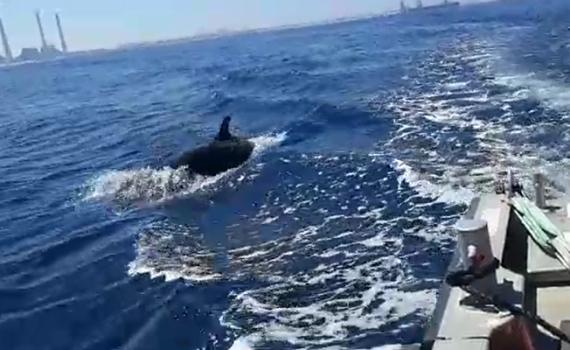 ליד חדרה: זכו לליווי מרגש של דולפינים • צפו: