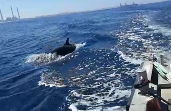 ליד חדרה: זכו לליווי מרגש של דולפינים • צפו: