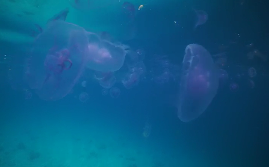 מדהים! המדוזות האלה הם לא מה שאתם חושבים