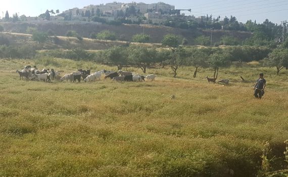 היחידה למלחמה בשריפות בירושלים: עיזים וגמלים