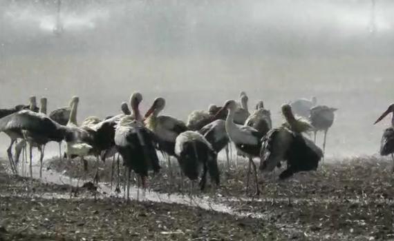 אז איך מתמודדות הציפורים עם החום? צפו