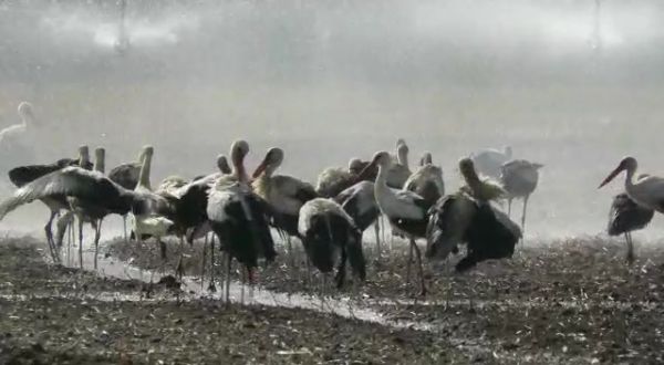 אז איך מתמודדות הציפורים עם החום? צפו