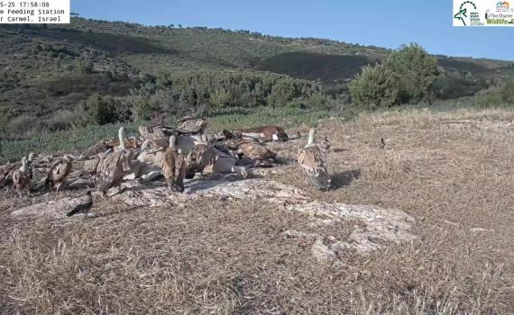 מרהיב: נשרים בארוחת ערב בפינת האכלה בכרמל. צפו