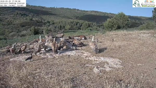 מרהיב: נשרים בארוחת ערב בפינת האכלה בכרמל. צפו