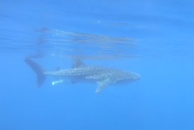 הדג הגדול ביותר בעולם נצפה במפרץ אילת. צפו