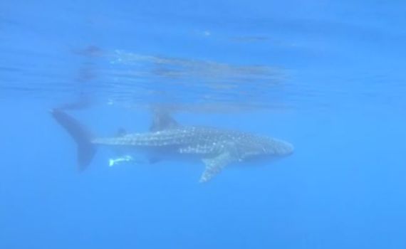 הדג הגדול ביותר בעולם נצפה במפרץ אילת. צפו