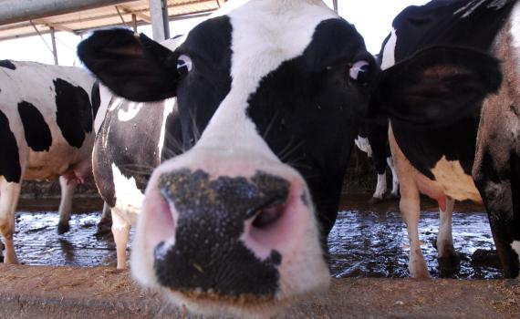 "מי שאוכל דברי חלב בחג – מסייע ביד עוברי עבירה"