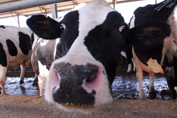 "מי שאוכל דברי חלב בחג – מסייע ביד עוברי עבירה"