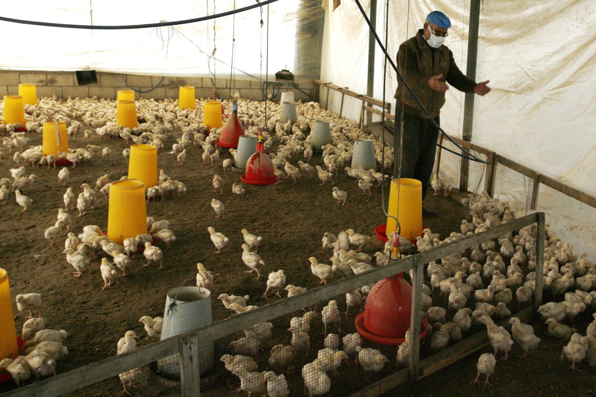 נגד הוזלת מחירים: מועצת הלול תשלם לשובתים