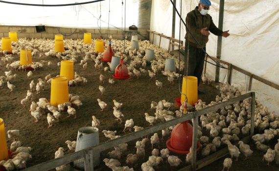 אלפי תרנגולות נדבקו בשפעת העופות בבנימינה