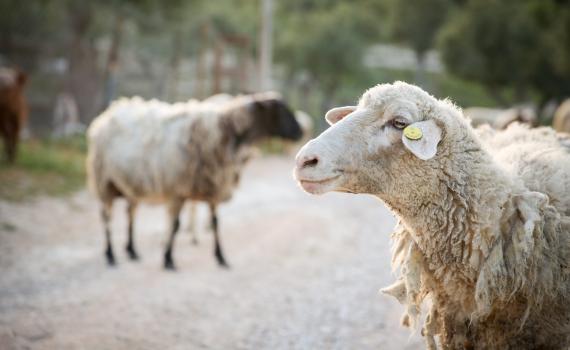 פנימיות בקטנה: למה קרבן פסח הוא דווקא כבש?