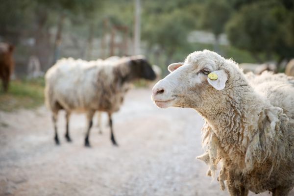 פנימיות בקטנה: למה קרבן פסח הוא דווקא כבש?