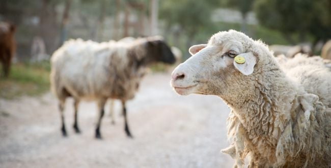 פנימיות בקטנה: למה קרבן פסח הוא דווקא כבש?