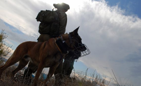 סוכלה הברחת נשק מירדן בשווי חצי מיליון דולר