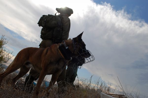 סוכלה הברחת נשק מירדן בשווי חצי מיליון דולר