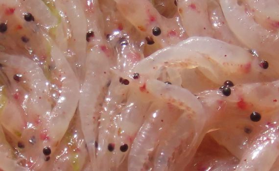 צפו: תעלומה בים האדום; נחיל סרטנים הציף את החוף