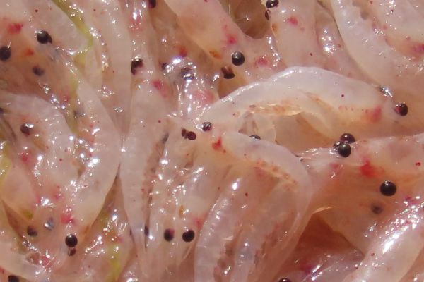 צפו: תעלומה בים האדום; נחיל סרטנים הציף את החוף