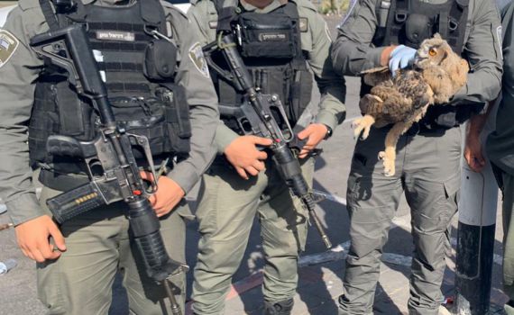 לוחמי מג"ב הצילו את הדורס הלילי הגדול בעולם