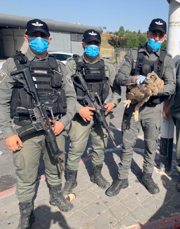 לוחמי מג"ב הצילו את הדורס הלילי הגדול בעולם