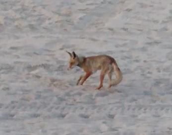 השועל התגבר על הפקחים וטרף את ביצי צבת הים