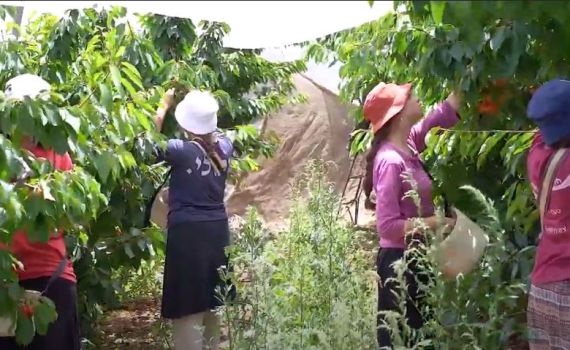 המדרשה שמשלבת עבודה חקלאית עם לימוד תורה